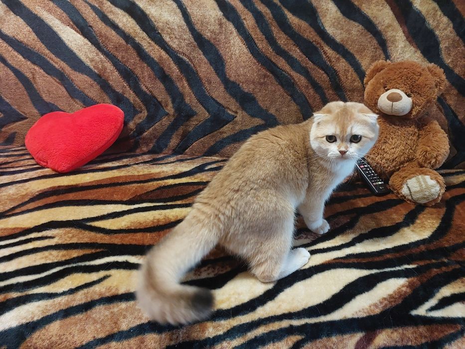 Золота шиншилла хлопчик