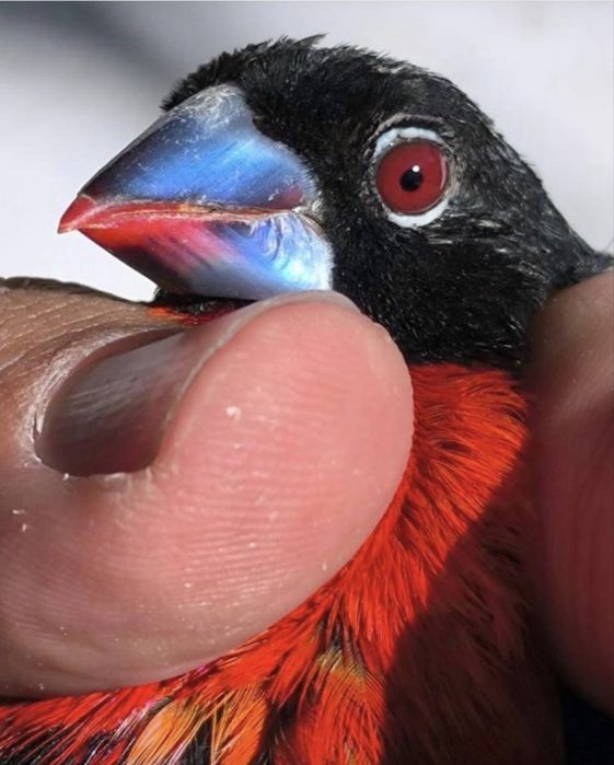 Bico azul do peito escarlate Spermophaga haematina