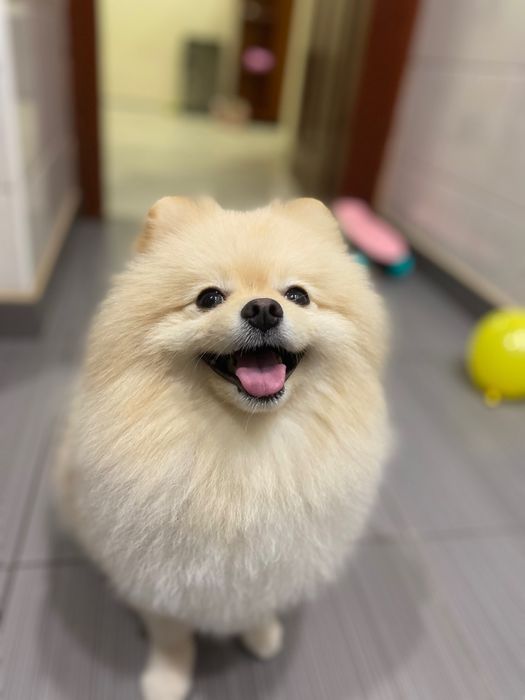 В'язка шпіц Львів