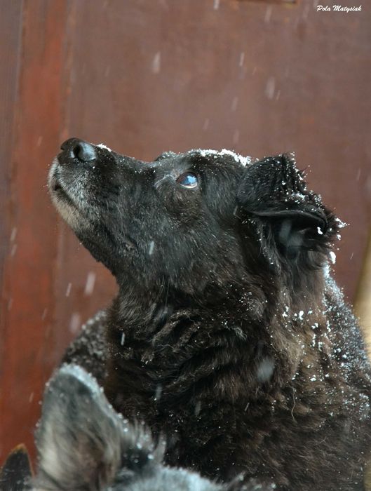 Bratek w 2019 roku  został złapany na polu