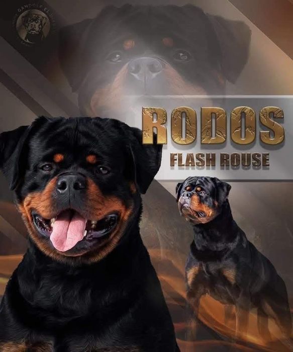 Rottweiler FCI zapowiedź miotu Targowica • OLX.pl