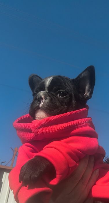 Хлопчик французький бульдог