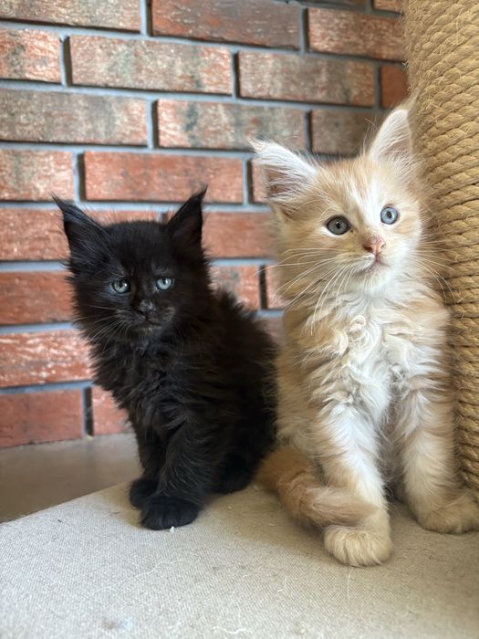 Kotka Maine Coon
