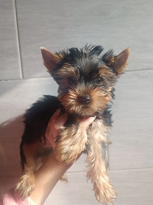 Прекраснейшие Йорки