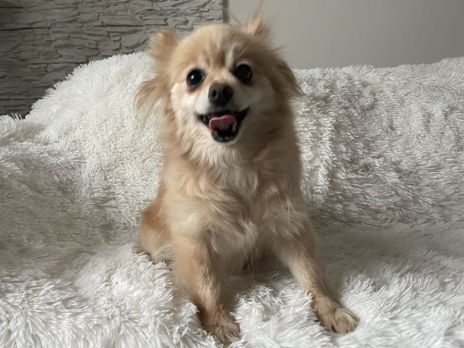 Pomeranianka suczka 4 lata