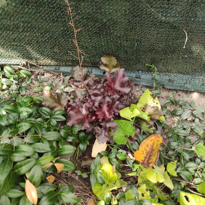 3x żurawka/ żurawki