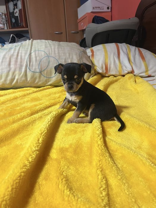 Chihuahua macho muito pequeno