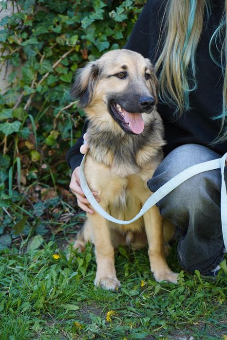 Szczeniak do adopcji, Harry