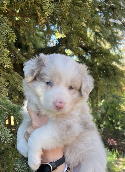 Border collie sunia lilak merle gotowa do odbioru