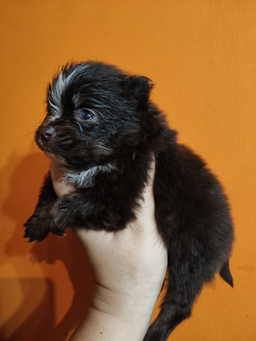 Lulu da Pomerânia linhagem Russa