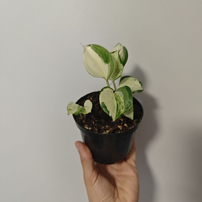 Epi Happy Leaf sadzonki