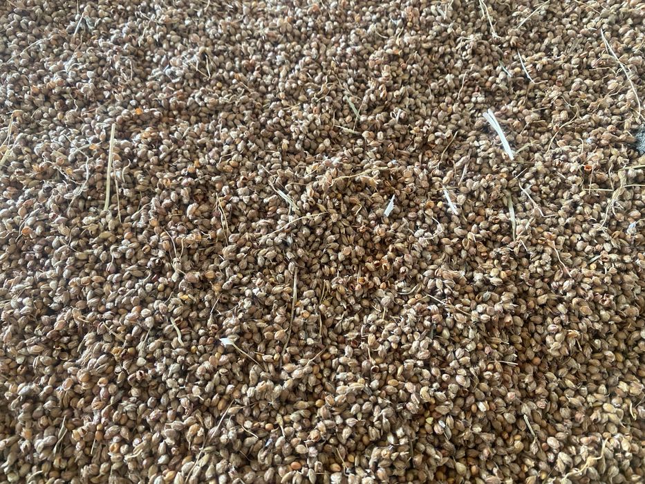 Зерно сорго 2025 року