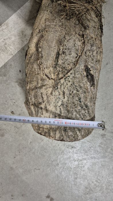 Drewno orzech – 4 pieńki ok. 60 cm suche
