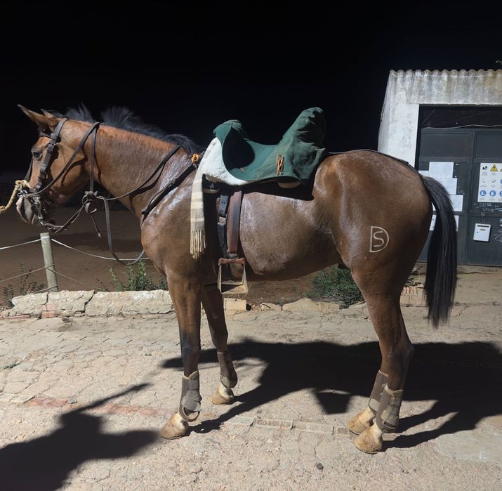 Poldro lusoarabe 4 anos 1,65