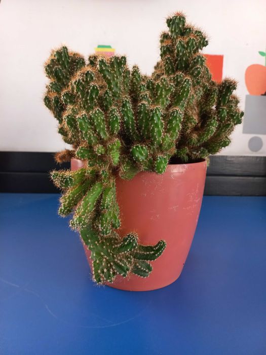 Кактус. Большое растение.