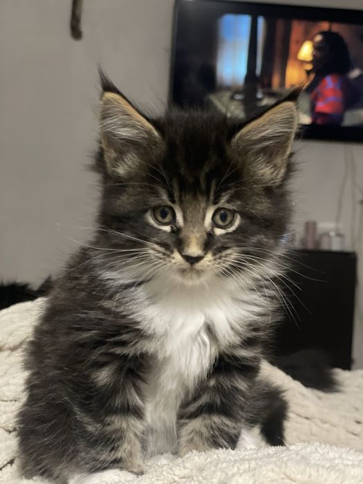 Котята чистокровные Мейн Кун