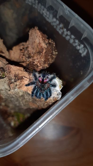 Typhochlaena seladonia L1/2