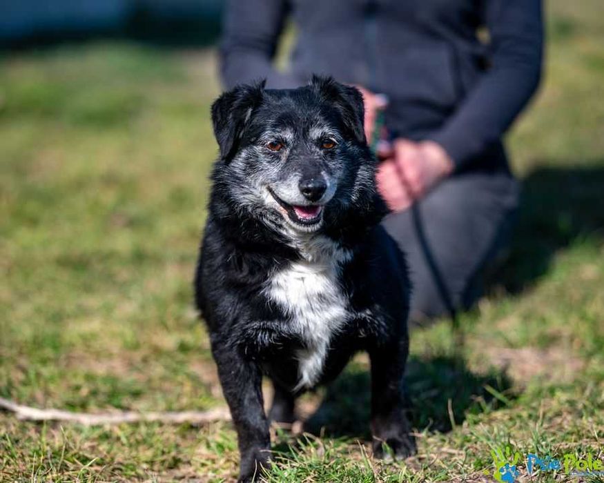 Niewielki kochany psiak EDMUND szuka domku!
