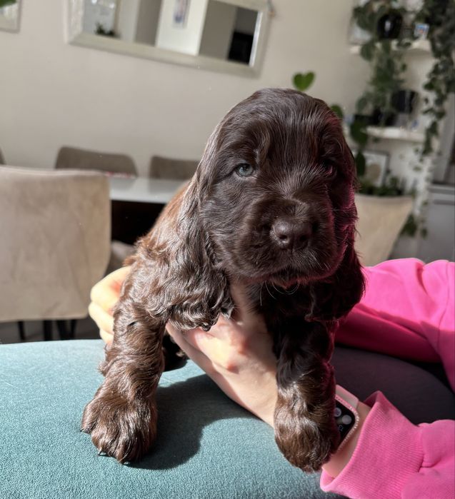 Cocker spaniel piesek