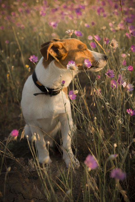 Джек-рассел тер'єр готовий до в'язки