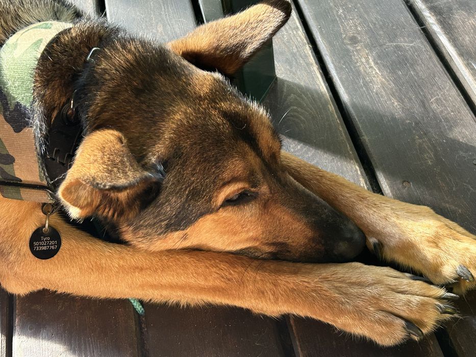 Pies w typie owczarka (adopcja)