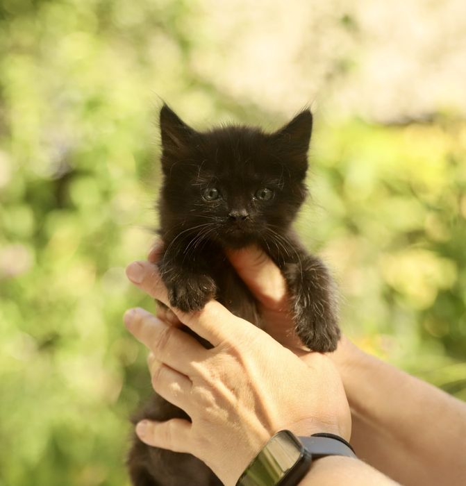Зовсім крихітні кошенята шукають родини