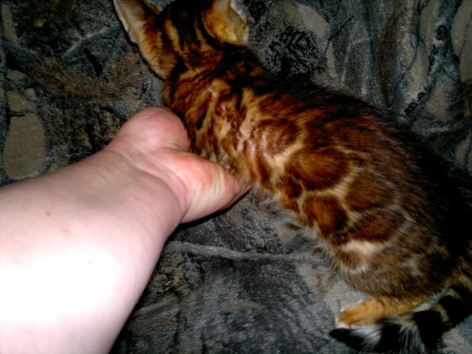 Клубна бенгальська дівчинка. Яскраве золото BENn24