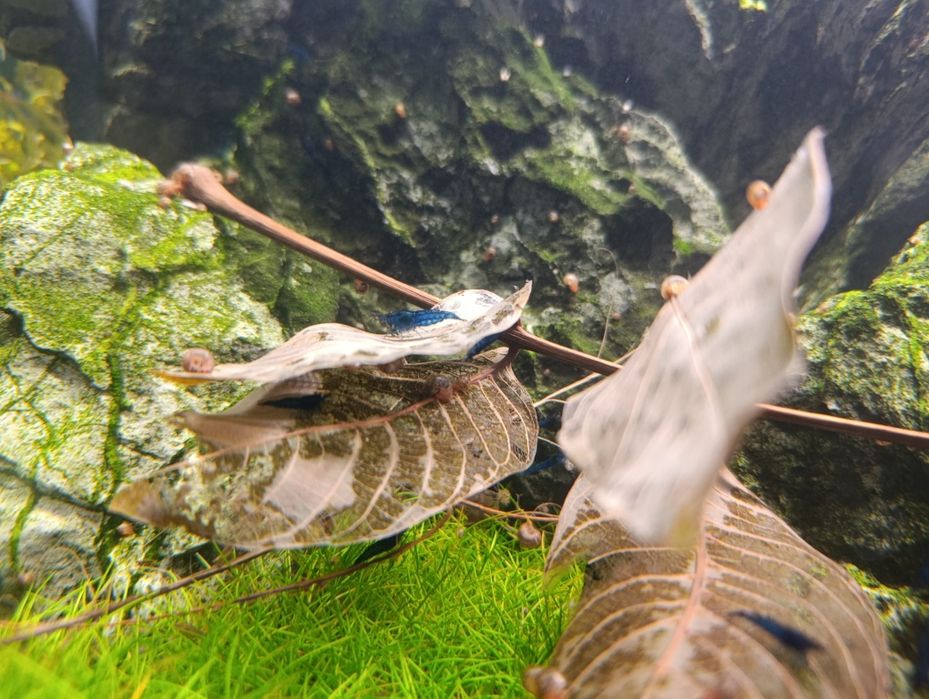 Krewetki akwariowe Blue Velvet