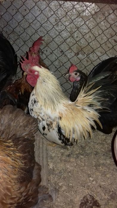 Маленькие  карликовые петушки