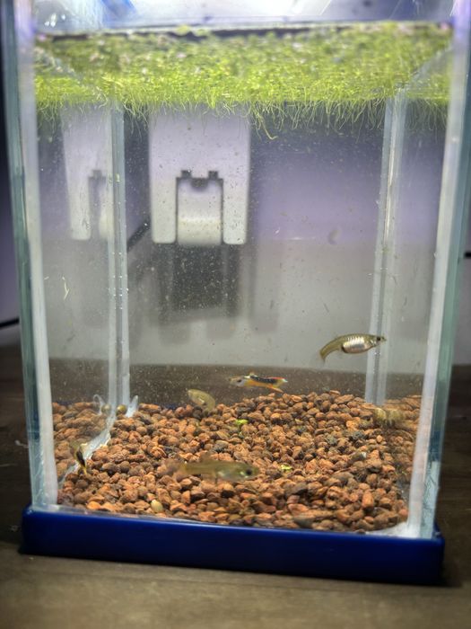 Gupiki Endlera Saddle Back