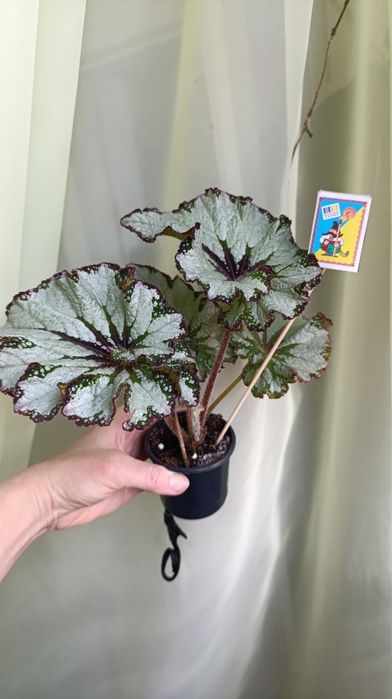 Бегонії дорослі різних сортів. 3 рослини 370 грн