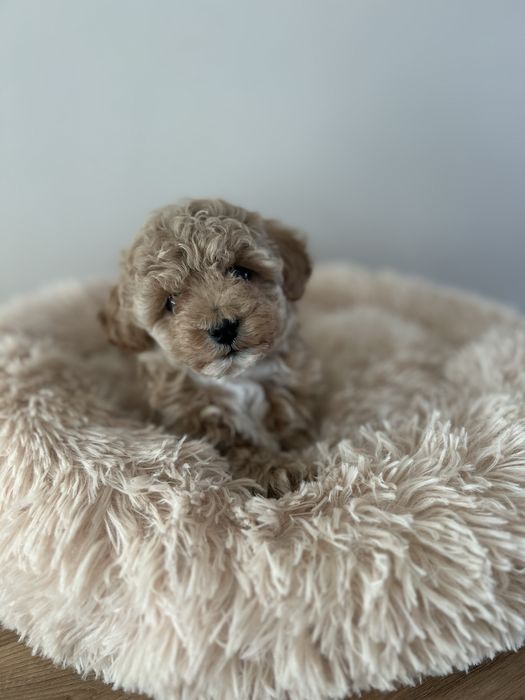 Suczka Maltipoo F1B