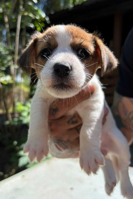 Jack Russell Terrier FCI szczeniaki
