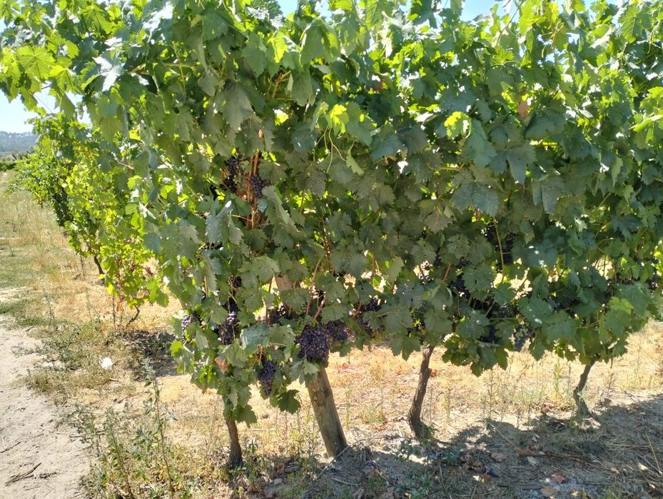 Uvas casta tinto Roriz