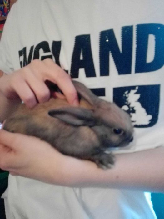 Króliczki młode mix: miniaturka-baran francuski