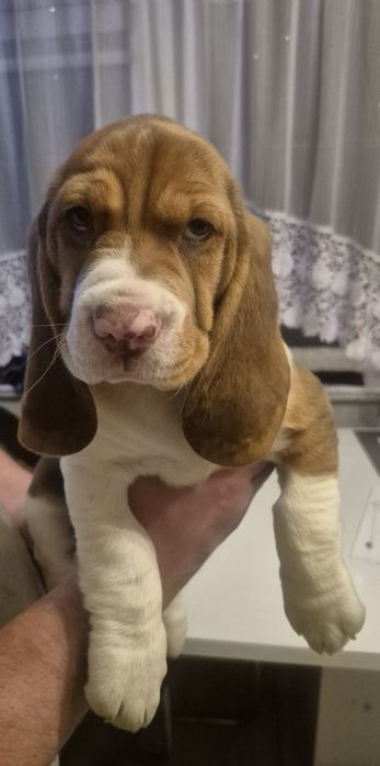 Suczka Beagle szczeniak