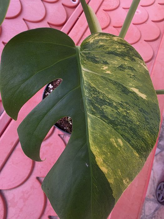 Monstera Aurea Variegata