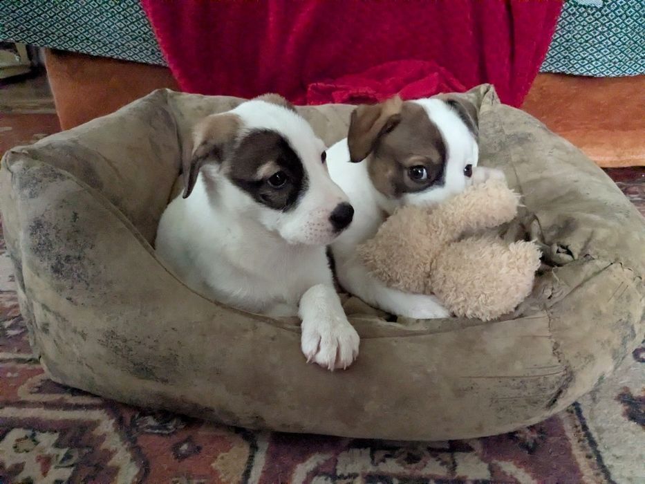 девочки в поисках семьи