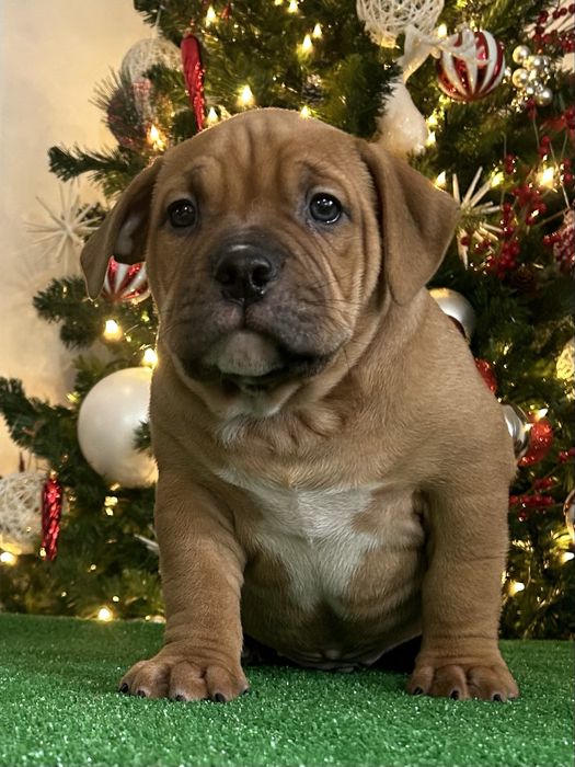 American Bully Pocket