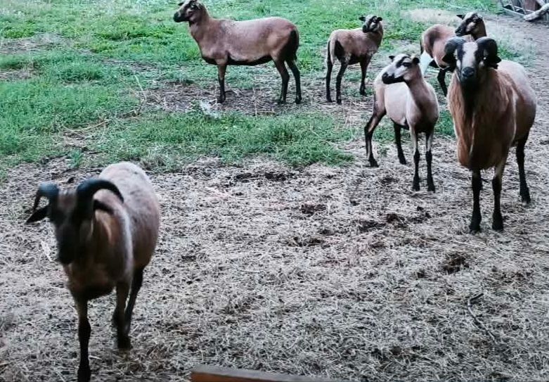 Owce kamerunki wszystkie
