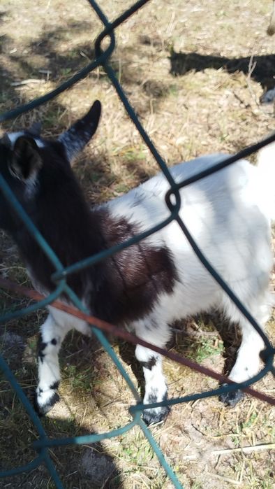 Cabrito anão preto e branco
