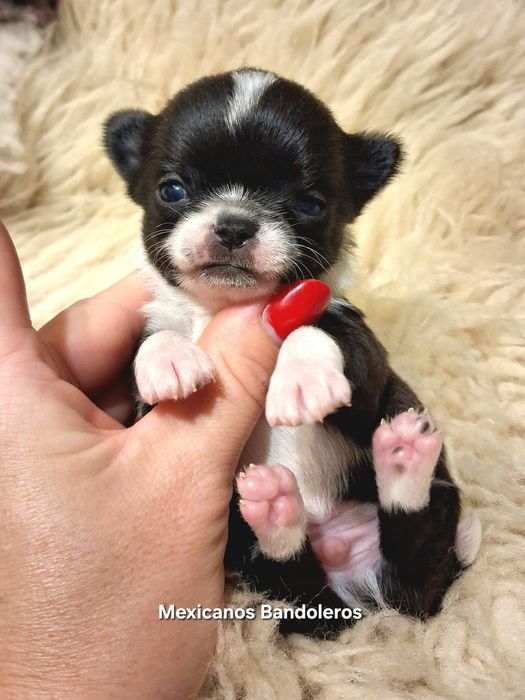 NAJPIĘKNIEJSZY MINI XS Królewicz chihuahua  !!