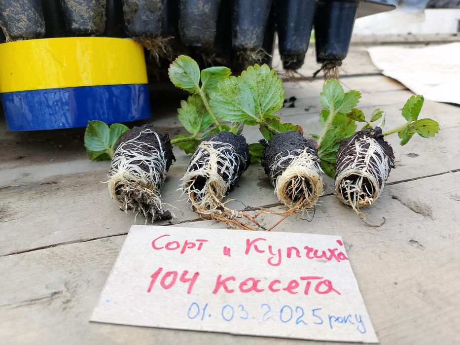 Полуниця розсада