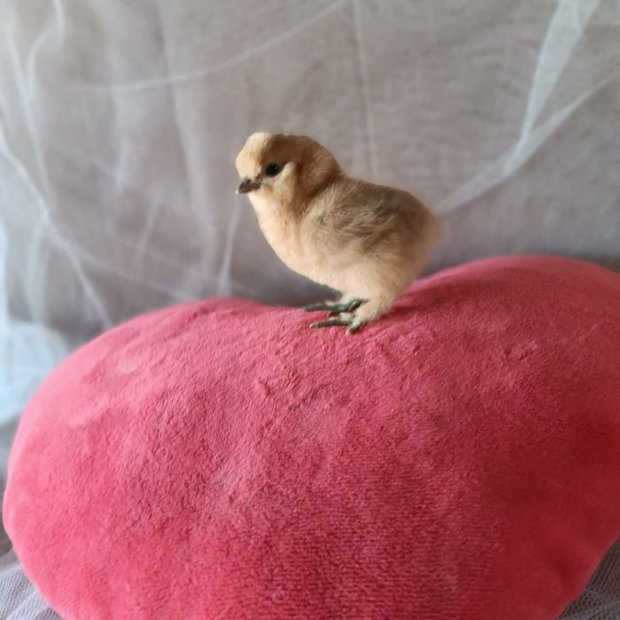 Kury silki kury rose kury araukany pisklaki araukany