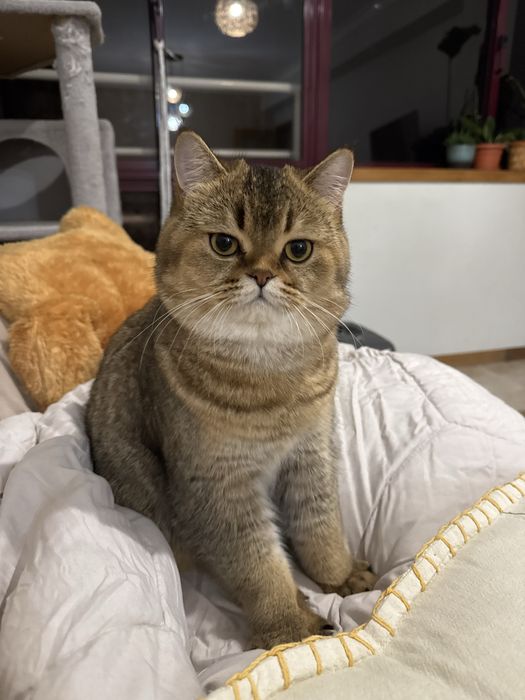 Gato para acasalamento