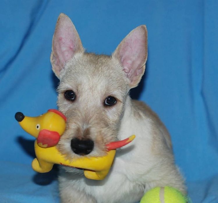 Скотч тер'єр. Хлопчик. Пшеничного кольору.