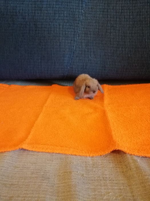 Króliczek Mini Lop, karzełek Teddy, Lewek