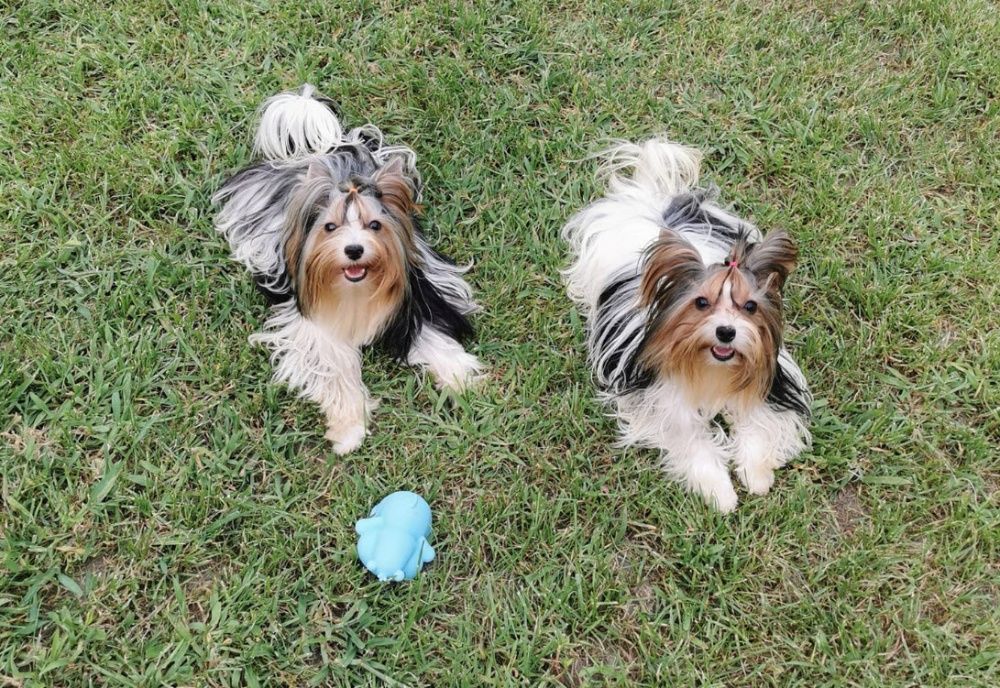 Чистокровные щенки Бивер-йоркширский терьер