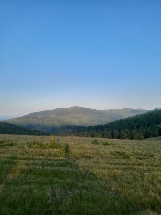 Ісландський мох з карпат