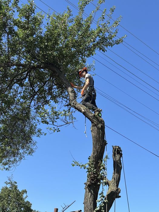 Спилить дерево, срезать дерево